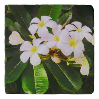 Frangipanis (Plumeria) in Tahiti Trivet