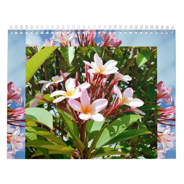 Frangipanis The Beauty Of Loveliness 2023 Calendar (Cover)