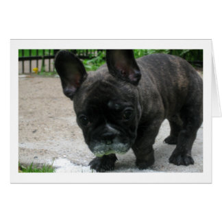 Frank Cards