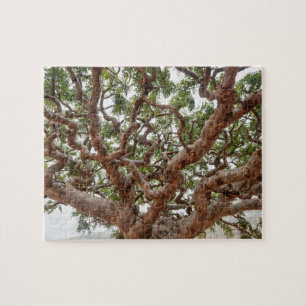 Frankincense Trees, Homhil Plateau, Socotra Island Jigsaw Puzzle