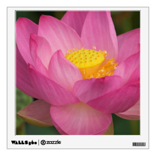 Franklin NC, Perry's Water Garden, Lotus 2 Wall Sticker