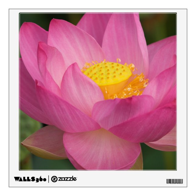 Franklin NC, Perry's Water Garden, Lotus 2 Wall Sticker (Front)