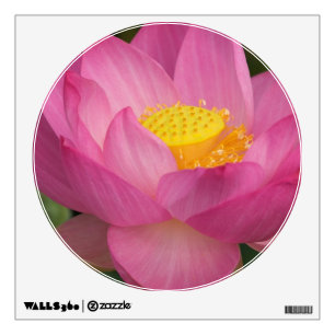 Franklin NC, Perry's Water Garden, Lotus 2 Wall Sticker