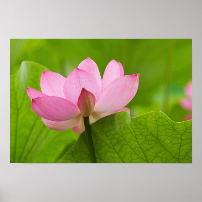 Franklin NC, Perry's Water Garden, Lotus Poster (Front)