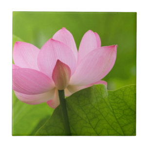 Franklin NC, Perry's Water Garden, Lotus Tile