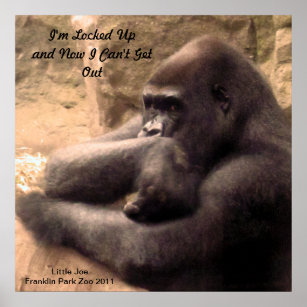 Franklin Park Zoo Gorilla Print