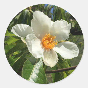 Franklinia alatamaha classic round sticker