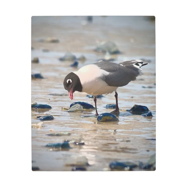 Franklin's Gull Metal Print (Front)