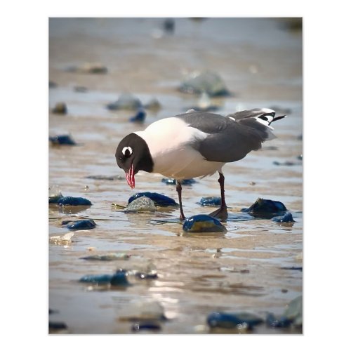 Franklins Gull Photo Print