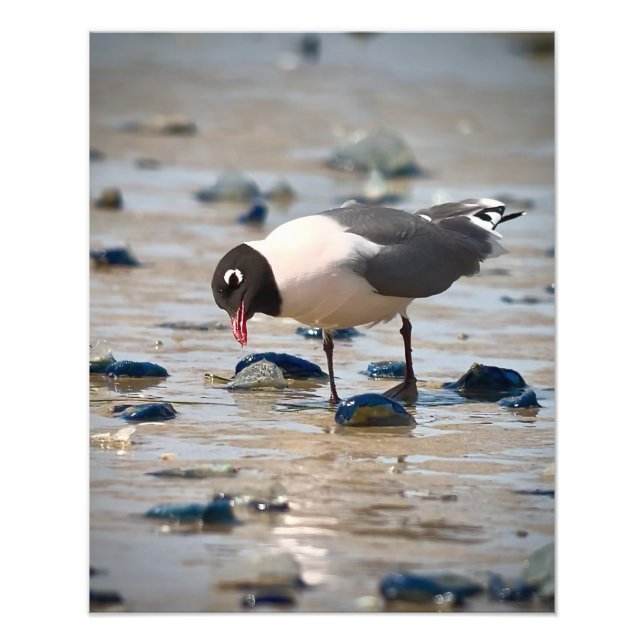 Franklin's Gull Photo Print (Front)