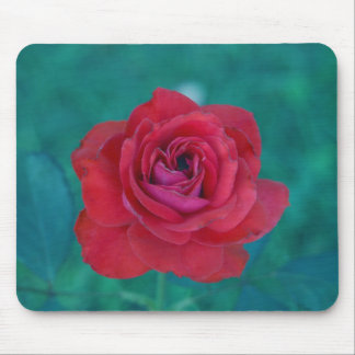 Franks Rose Mousepad