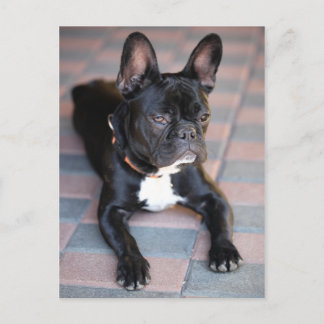Französisch Bulldog Postcard
