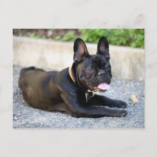 Französisch Bulldog Postcard