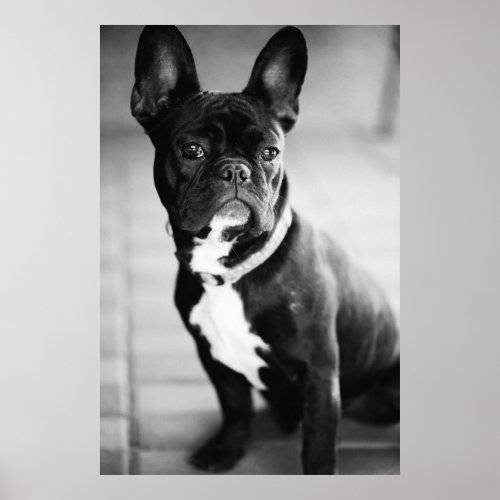 Franzsisch Bulldog Poster