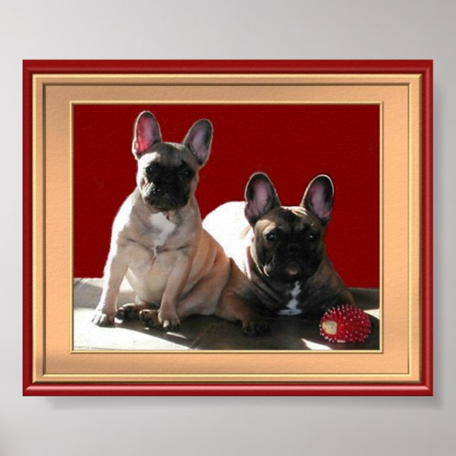 Französische Buldoggen Poster (Front)