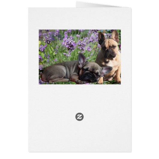 Französische Bulldogge Grußkarten (Back)