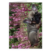 Französische Bulldogge Grußkarten (Front)