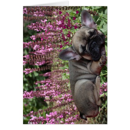 Französische Bulldogge Grußkarten (Front)