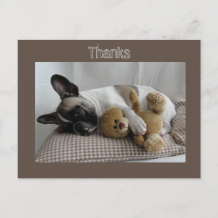Französische Bulldogge Teddy French Bulldog Postcard