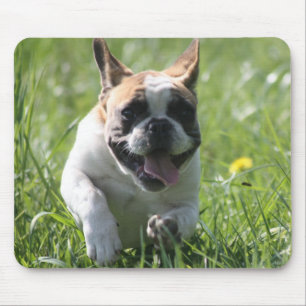 Französische Bulldoggen Mousepad
