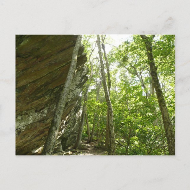 Frazier Rock Wall in Shenandoah National Park Postcard (Front)