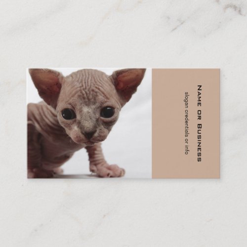 Freaky Cute Furless Sphynx Kitten Business Card