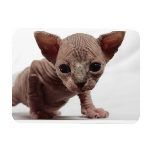 Freaky Cute Furless Sphynx Kitten Magnet