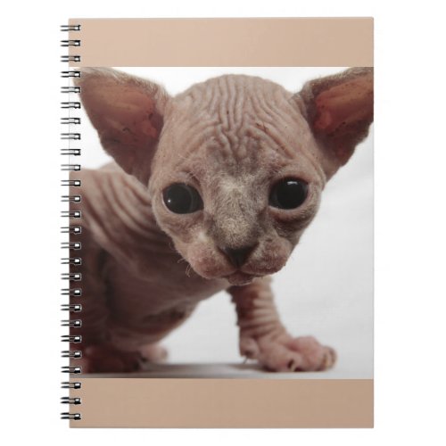 Freaky Cute Furless Sphynx Kitten Notebook