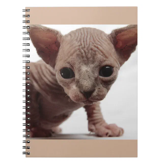 Freaky Cute Furless Sphynx Kitten Notebook Zazzle