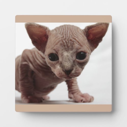 Freaky Cute Furless Sphynx Kitten Plaque