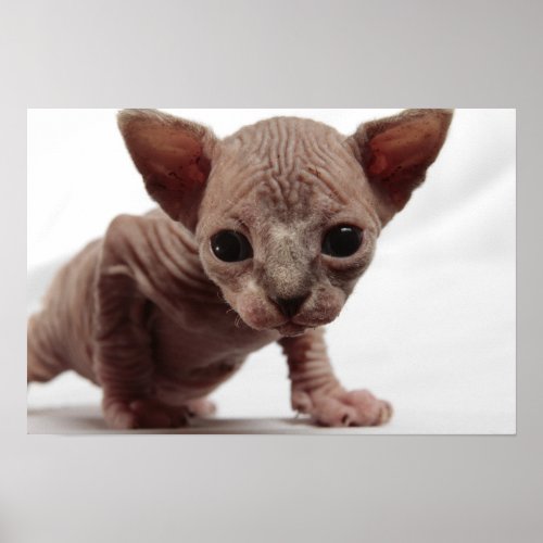 Freaky Cute Furless Sphynx Kitten Poster
