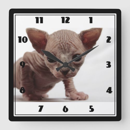 Freaky Cute Furless Sphynx Kitten Square Wall Clock