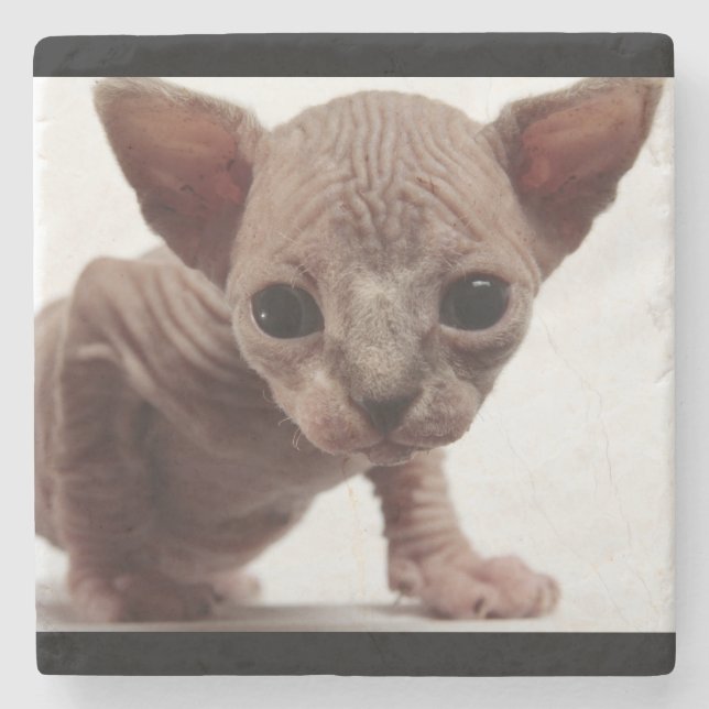 Freaky Cute Furless Sphynx Kitten Stone Coaster (Front)