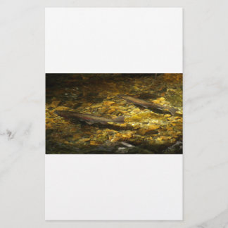 Freash water Trout.