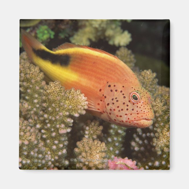 Freckled hawkfish perches on stony corals magnet (Front)