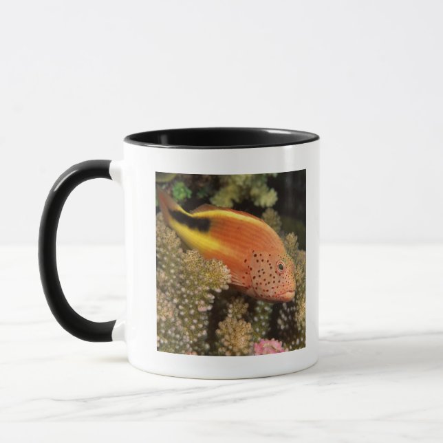 Freckled hawkfish perches on stony corals mug (Left)