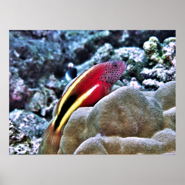 Freckled Hawkfish Poster (Front)