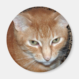 Freddie Magenet Magnet