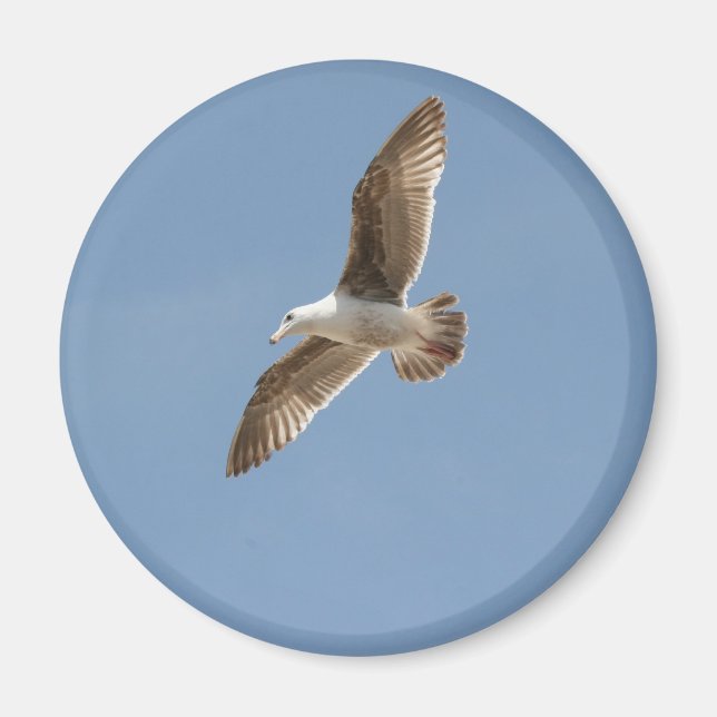 Free as a Bird (Flying Seagull) Magnet (Front)