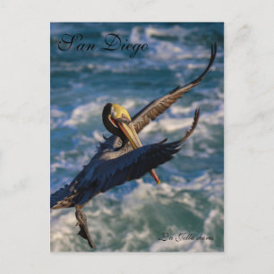 Free Bird Postcard