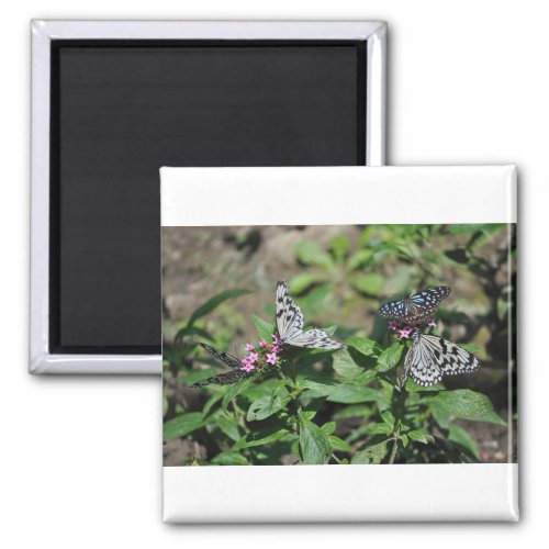 Free Family Tree Nymph Blue Tiger Butterflies Magnet