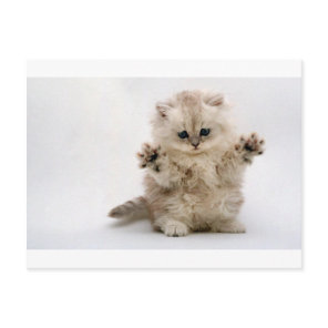 Free Hugs Kitten Postcard