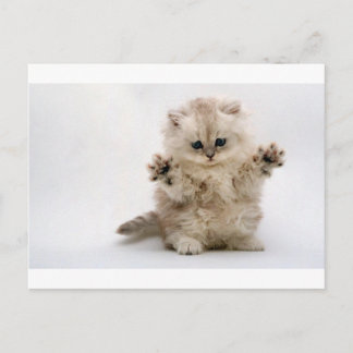 Free Hugs Kitten Postcard