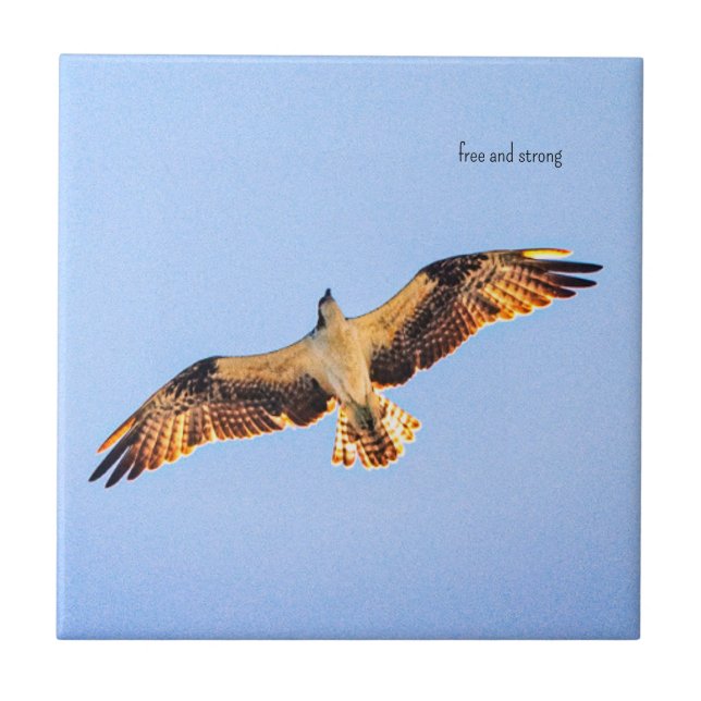 Free Osprey art Ceramic Tile (Front)