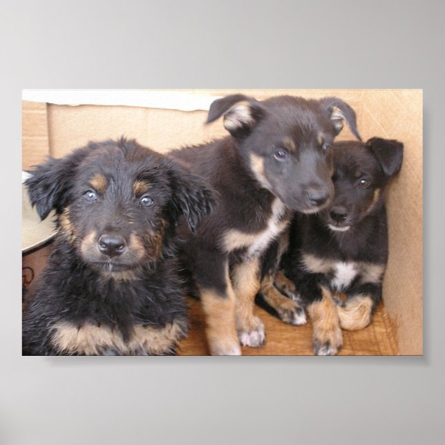 Free Puppies Poster (Front)