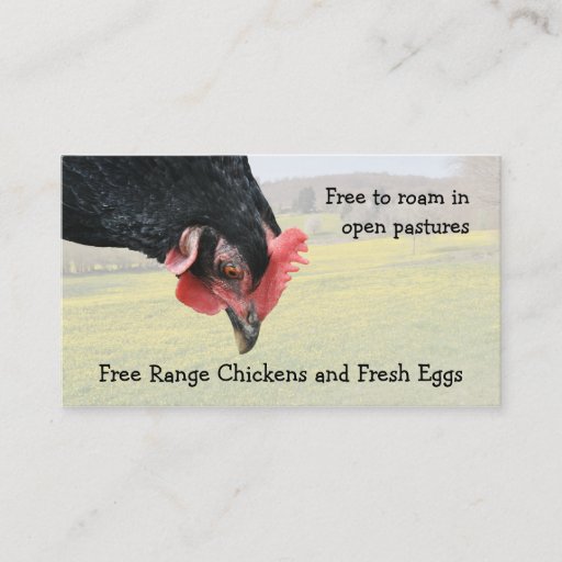 Customizable Free range chicken eggs business card
