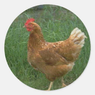Free Range Chicken Classic Round Sticker
