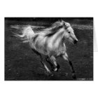 Free Range Joy by Sande Elkins