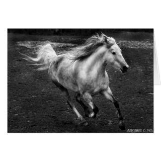 Free Range Joy by Sande Elkins Cards