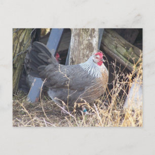 Free Range Silver Grey Dorking Hen Postcard